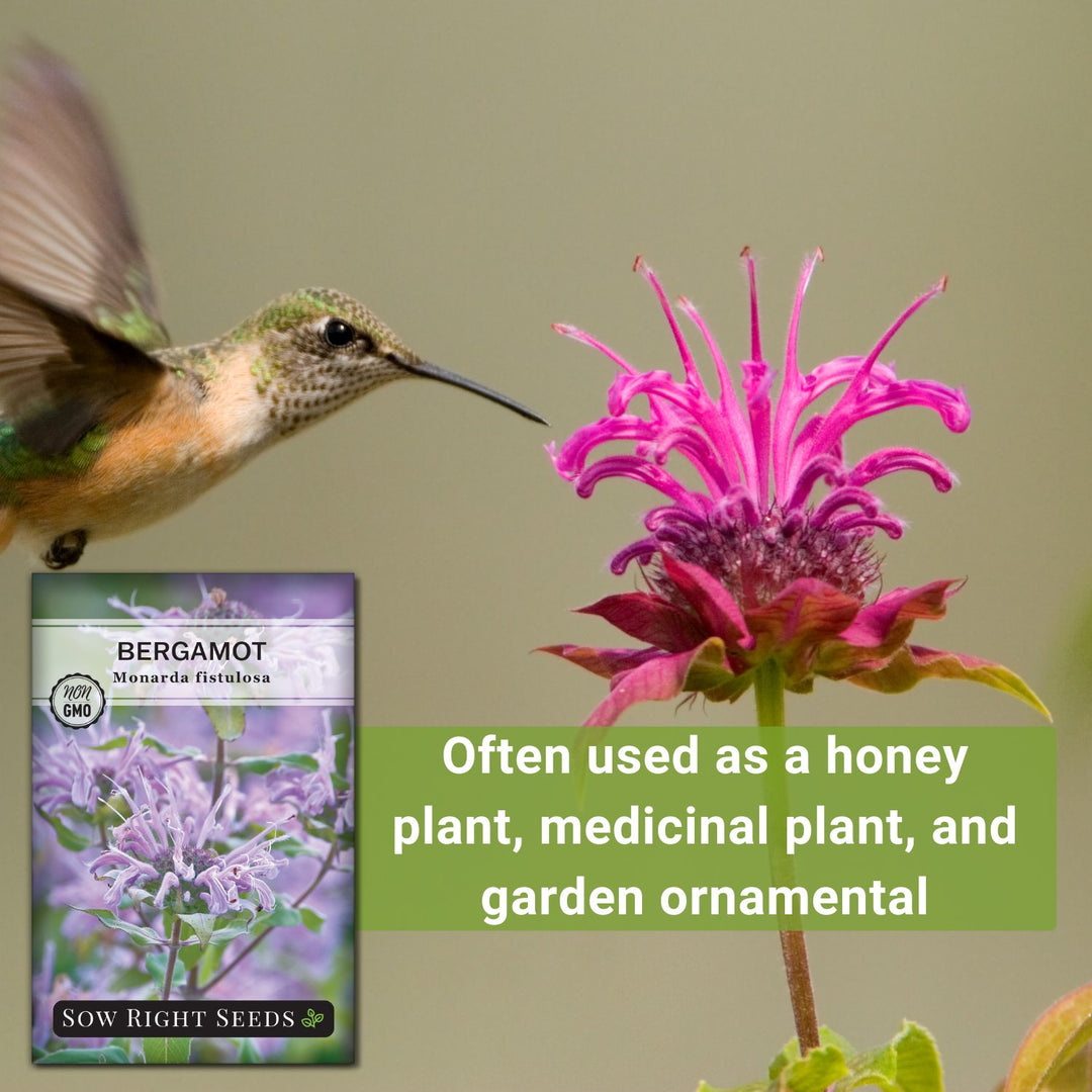 planting bergamot Bergamot Seeds for Planting