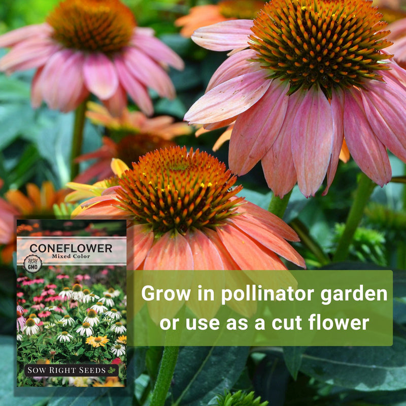 mixed color coneflower seeds grow in pollinator garden or use as a cut flower