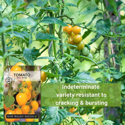 sun drop tomato seeds indeterminate variety resistant to cracking and bursting