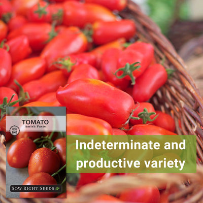 amish paste tomato indeterminate and productive variety