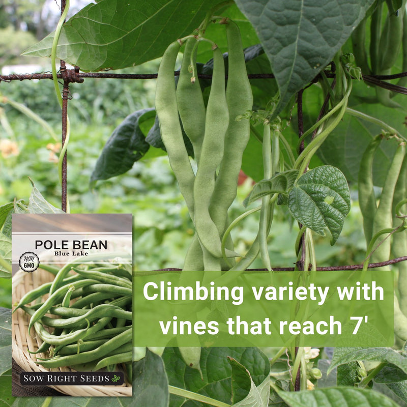 blue lake pole bean seeds climbing variety with vines that reach seven feet