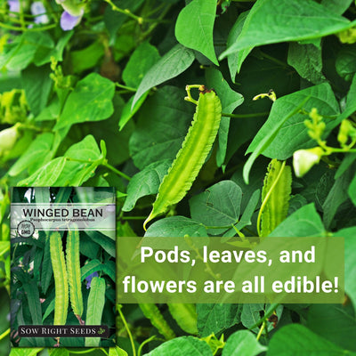 winged bean seeds pods leaves and flowers are all edible