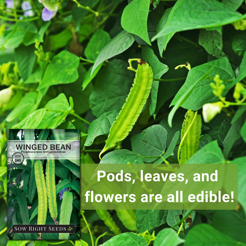 winged bean seeds pods leaves and flowers are all edible