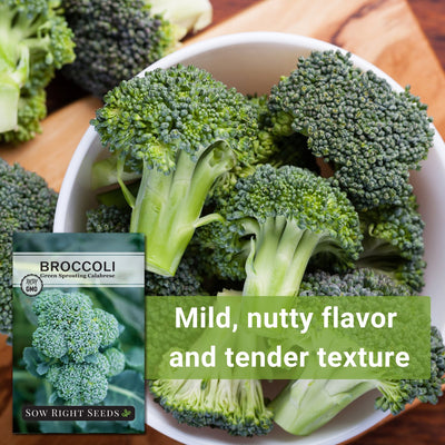 green sprouting calabrese broccoli seeds mild nutty flavor and tender texture