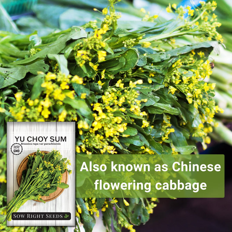 Yu Choy Sum Seeds