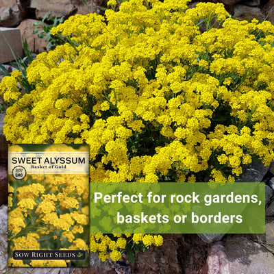 basket of gold sweet alyssum seeds perfect for rock gardens baskets or borders