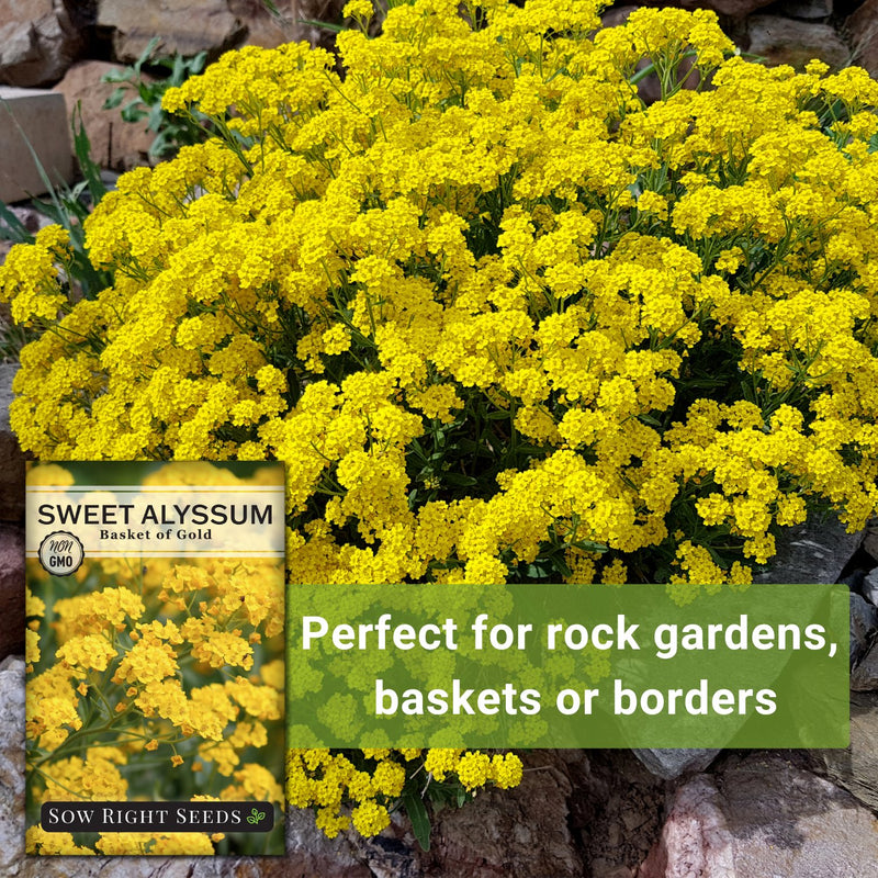 basket of gold sweet alyssum seeds perfect for rock gardens baskets or borders