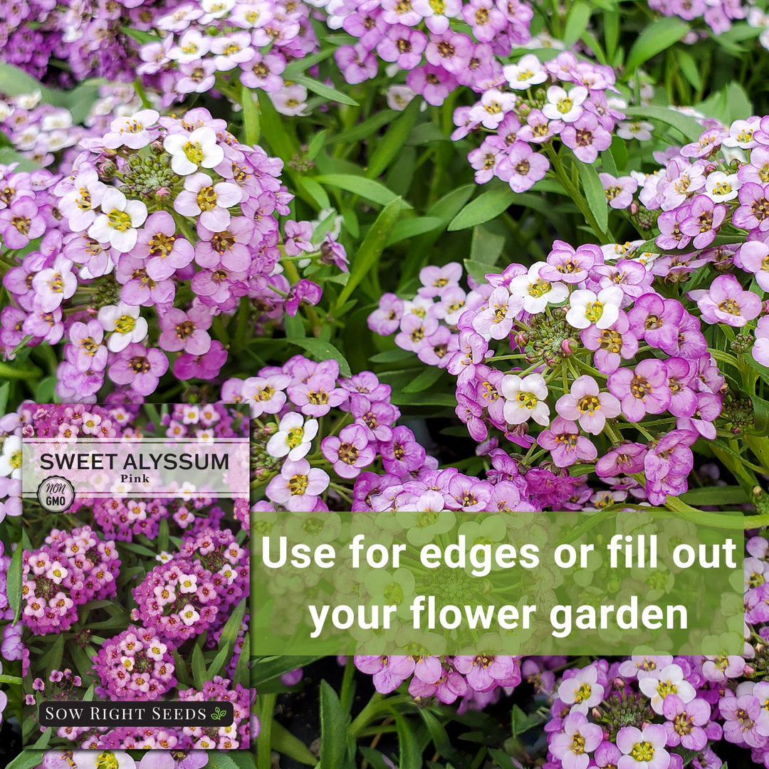 Pink Sweet Alyssum Seeds | Sweetly Scented Ground Cover – Sow
