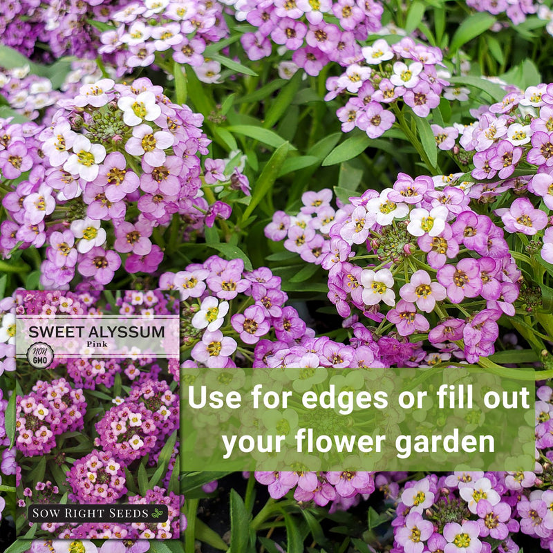 pink sweet alyssum seeds use for edges or fill out your flower garden