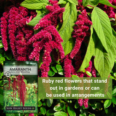 love lies bleeding amaranth seeds ruby red flowers that stand out in gardens or can be used in arrangements