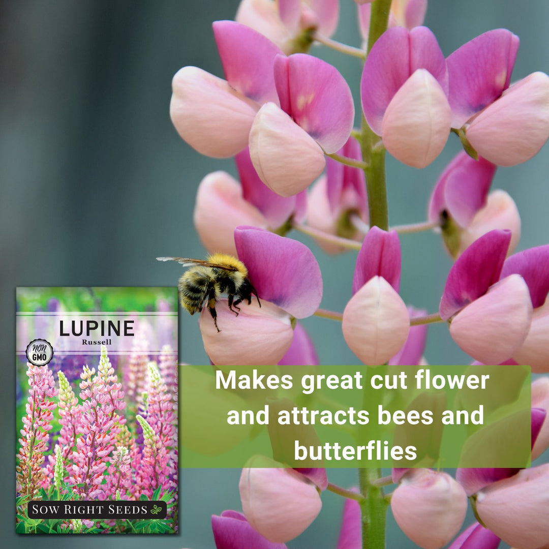 Russell Lupine Mixed Color Flower Seeds β Perennial, 200+ Seeds, Attracts Bees & Hummingbirds