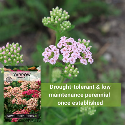 pastel mix yarrow seeds drought-tolerant and low maintenance perennial once established