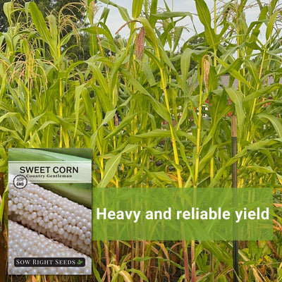country gentleman sweet corn seeds heavy and reliable yield