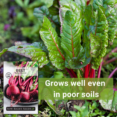 ruby queen beet seeds grows well even in poor soils
