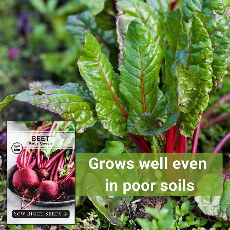 ruby queen beet seeds grows well even in poor soils