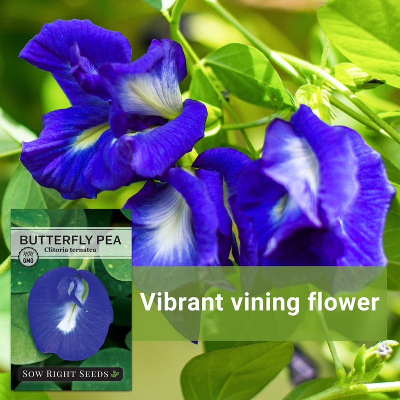 Butterfly Pea Seeds