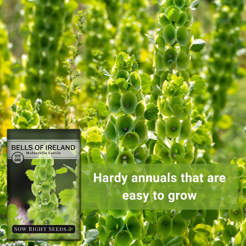 irish garden seeds Bells of Ireland Seeds for Planting