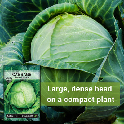 early round dutch cabbage seeds large dense head on a compact plant