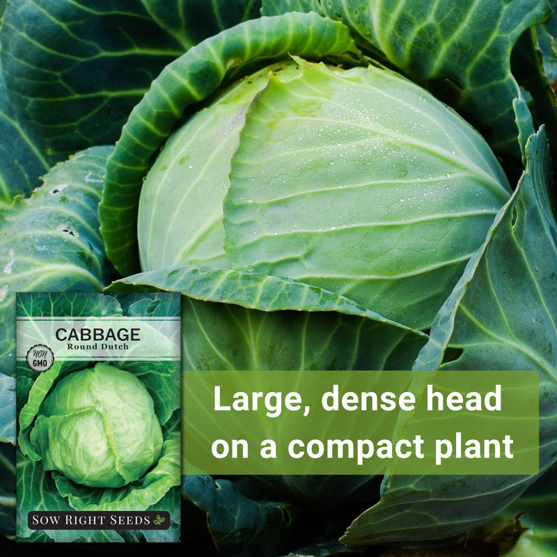 early round dutch cabbage seeds large dense head on a compact plant