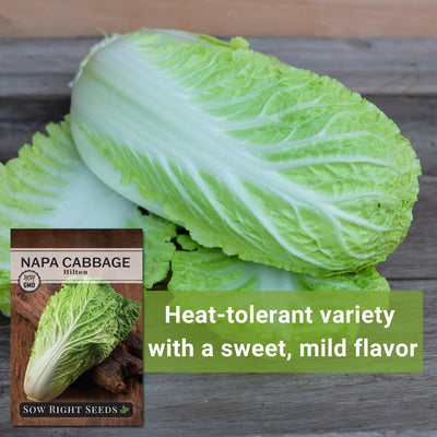 hilton napa cabbage seeds heat-tolerant variety with a sweet mild flavor