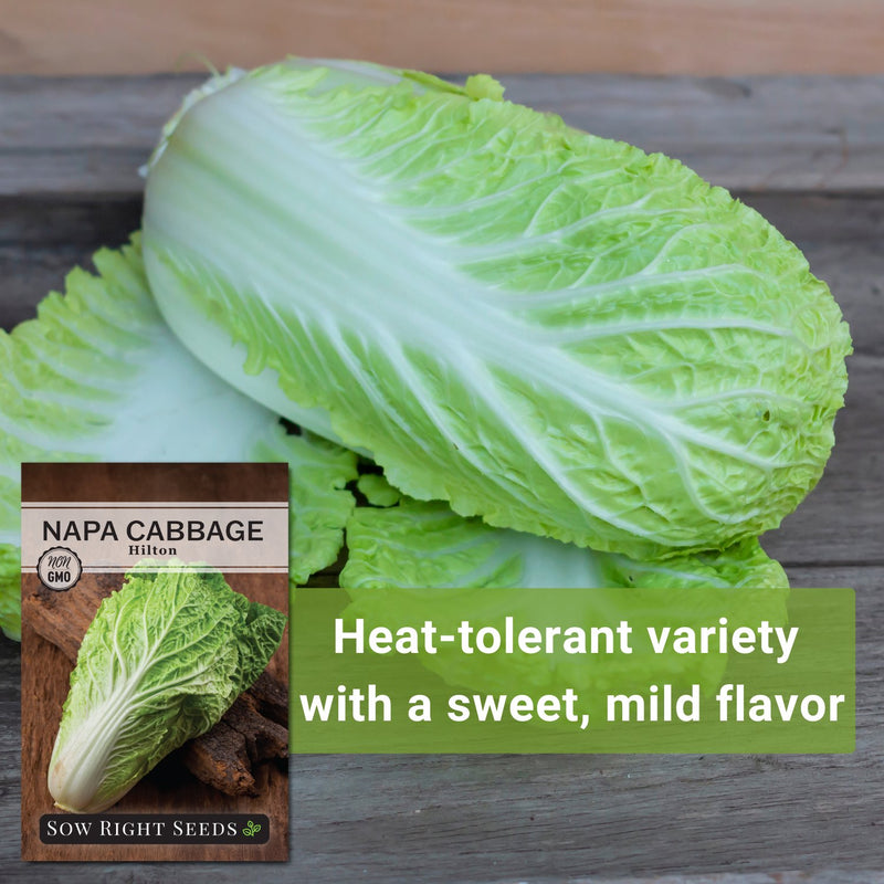 hilton napa cabbage seeds heat-tolerant variety with a sweet mild flavor
