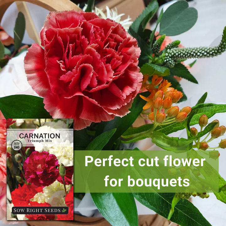 carnation cut flower seeds Triumph Mix Carnation Seeds