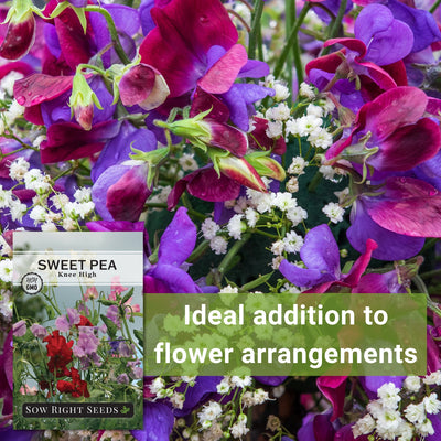 knee high sweet pea seeds ideal addition to flower arrangements