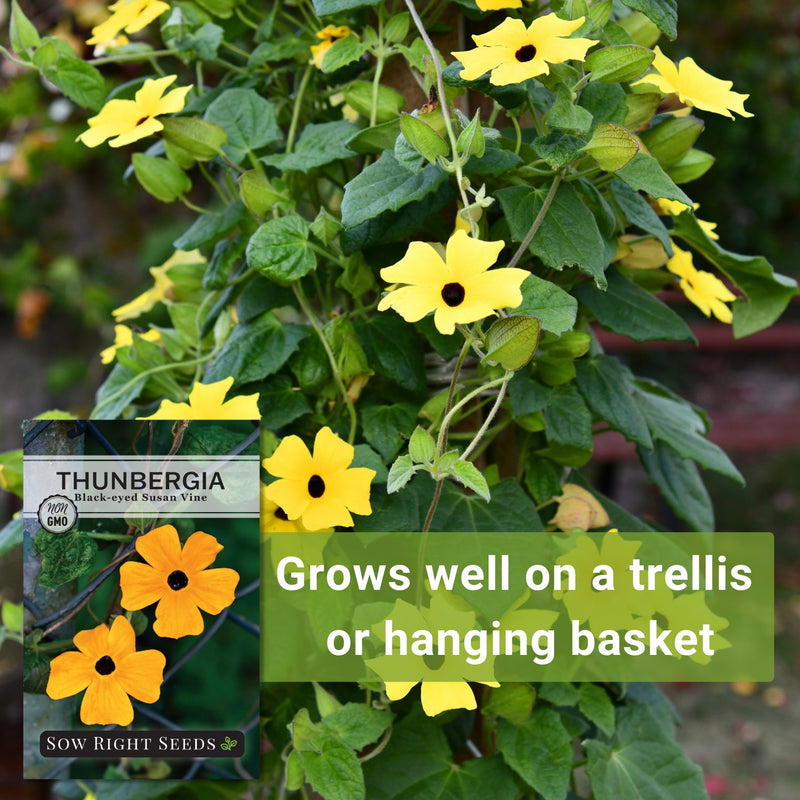 planting thunbergia seeds Black Eyed Susan Vine Thunbergia Seeds