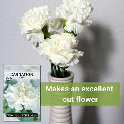 white carnation seeds makes an excellent cut flower