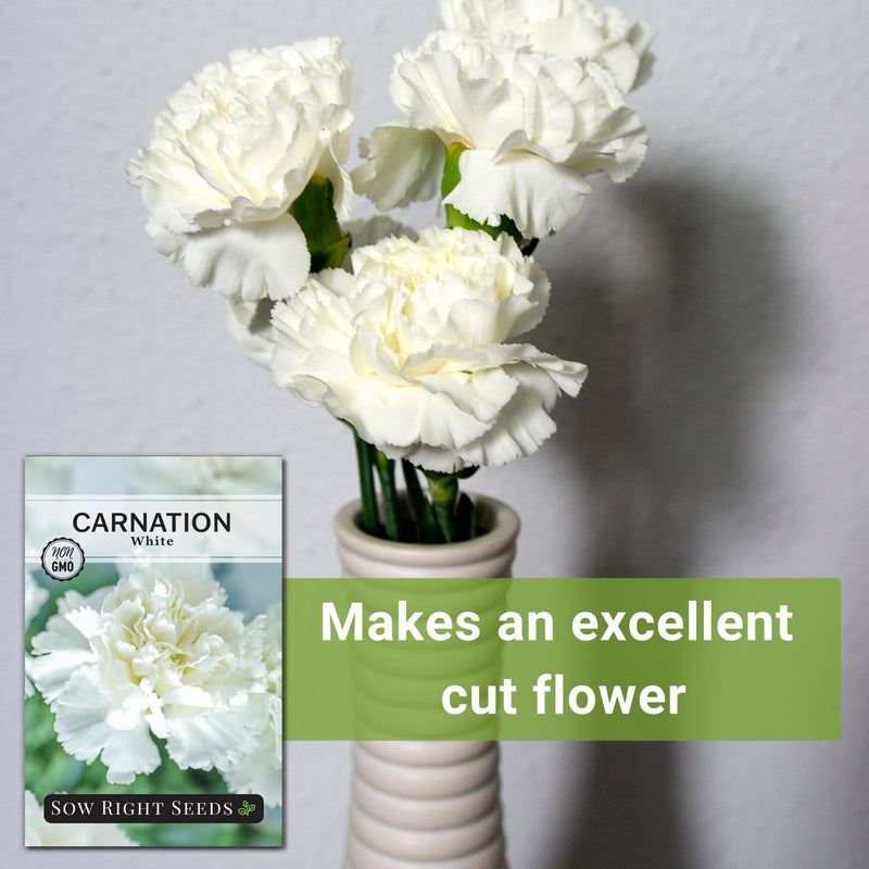 white carnation seeds makes an excellent cut flower