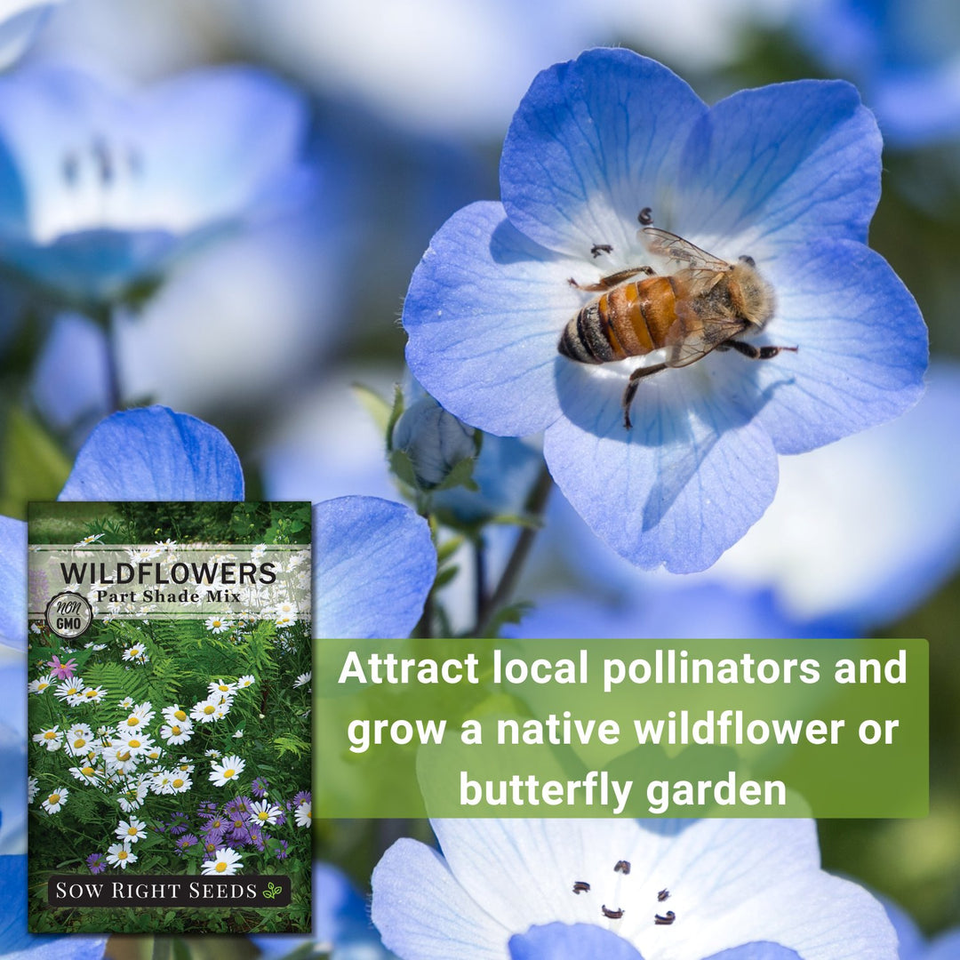 seeds to plant in shade Sow Right Seeds - Wildflowers Seeds Mix for Planting in Partial Shade