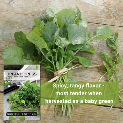 upland cress seeds spicy tangy flavor most tender when harvested as a baby green