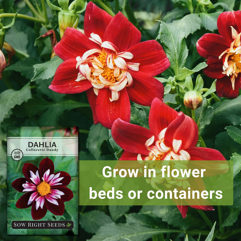 collarette dandy dahlia seeds grow in flower beds or containers