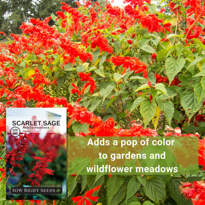 Scarlet Sage Seeds