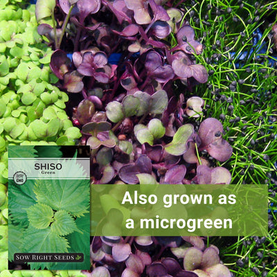 Green Shiso Seeds