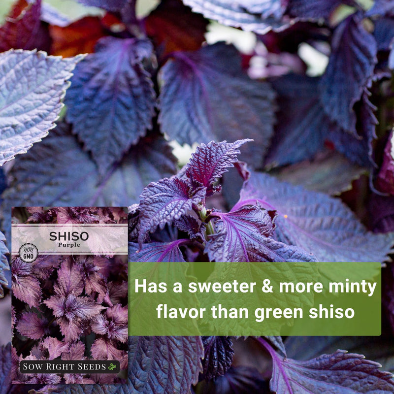 Purple Shiso Seeds