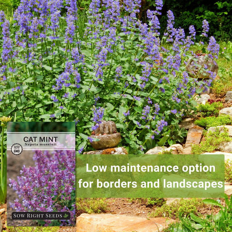 Cat Mint Seeds