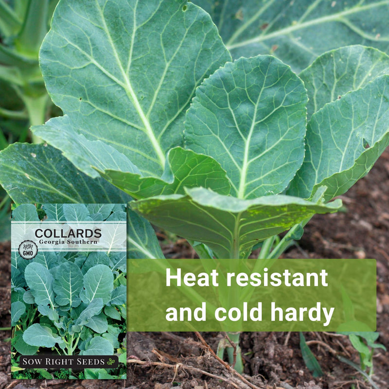 georgia southern collards seeds heat resistant and cold hardy
