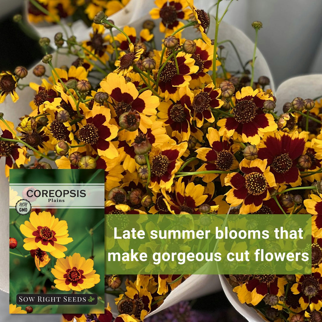 flower seeds to plant in late summer Plains Coreopsis Seeds