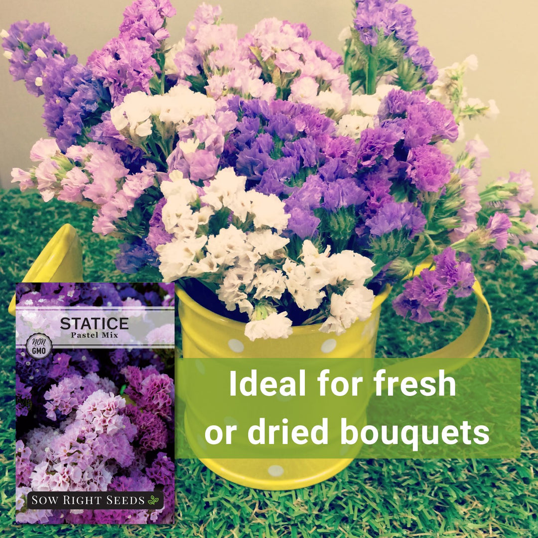 Statice Pastel Mix Seeds | Stunning blooms on sturdy stems  Sow Right Seeds