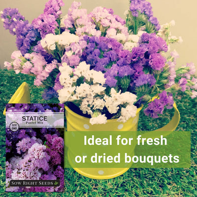 Statice Pastel Mix Seeds