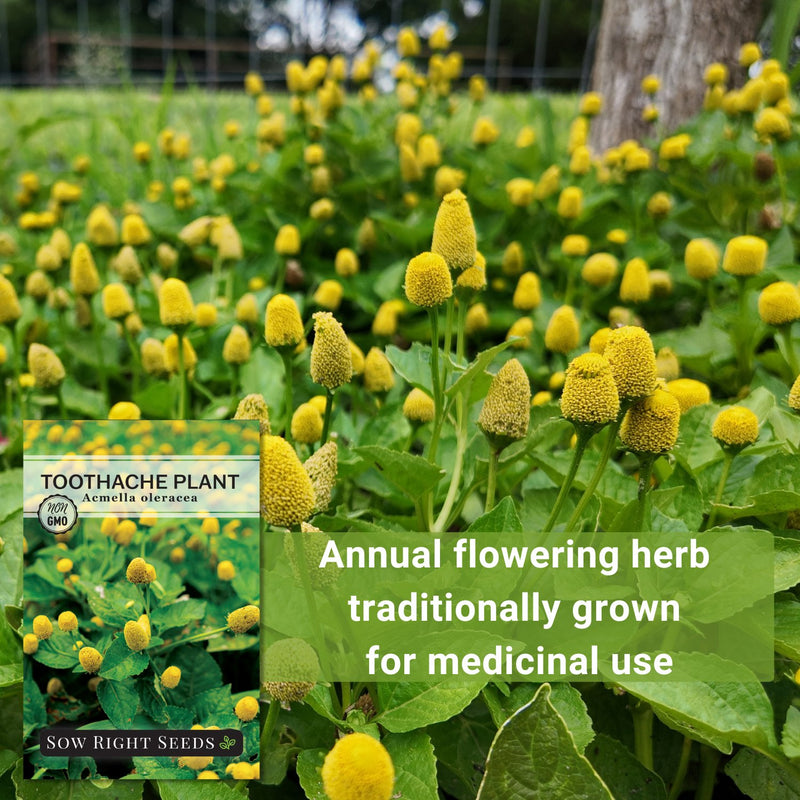 Toothache Plant Seeds