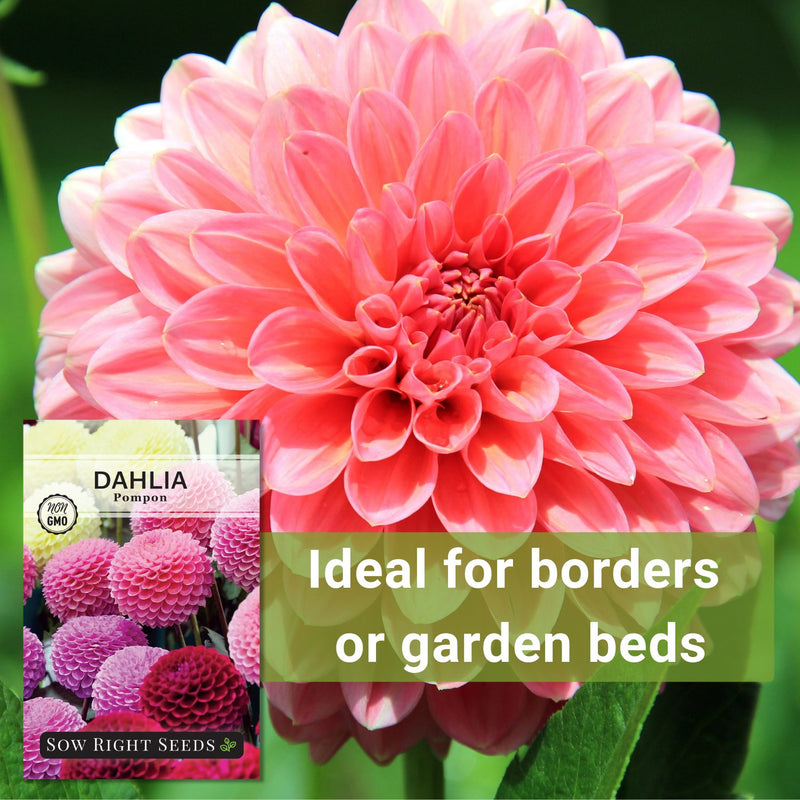 pompon dahlia seeds ideal for borders or garden beds
