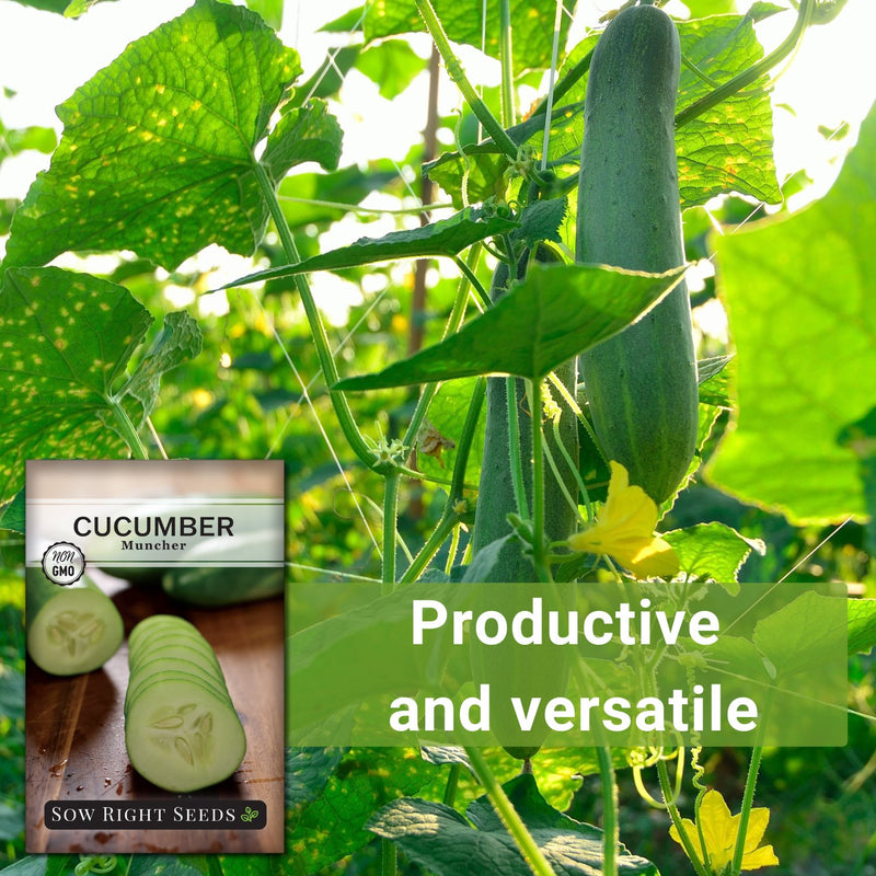 muncher cucumber seeds productive and versatile