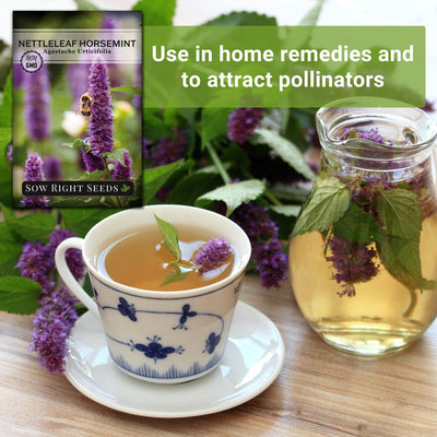 nettleleaf horsemint seeds use in home remedies and to attract pollinators