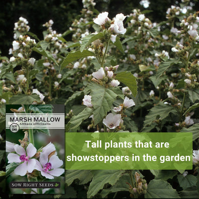 Marsh Mallow Seeds