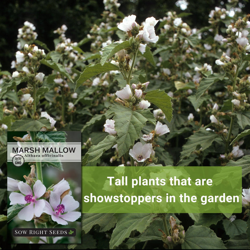 Marsh Mallow Seeds