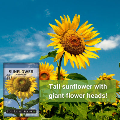 mammoth sunflower seeds tall with giant flower heads