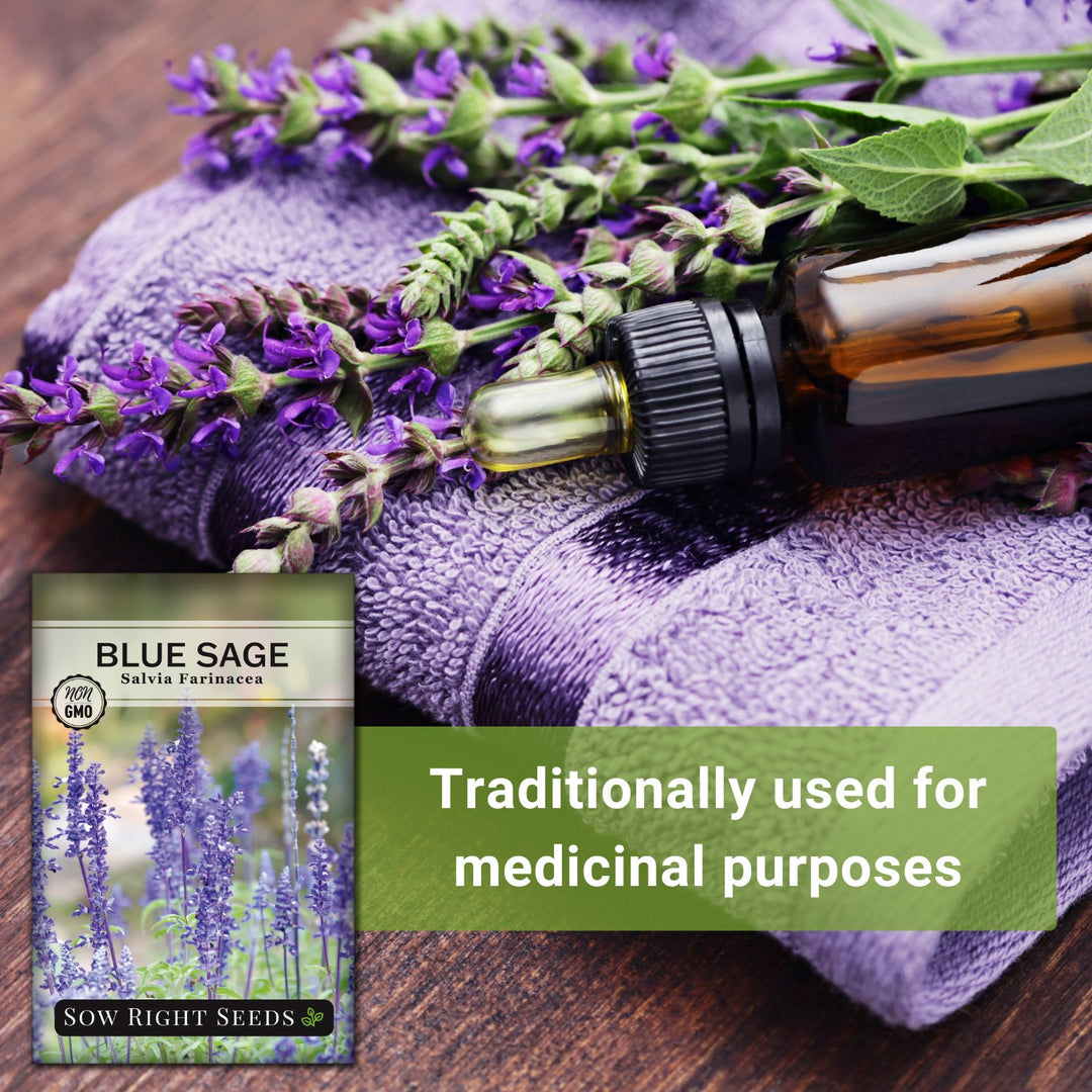 lavender sage seeds Blue Sage Seeds for Planting