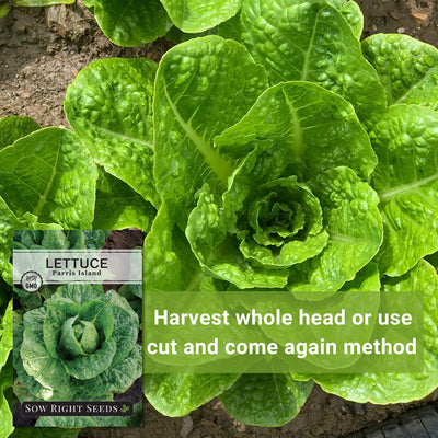 parris island lettuce seeds harvest whole head or use cut and come again method